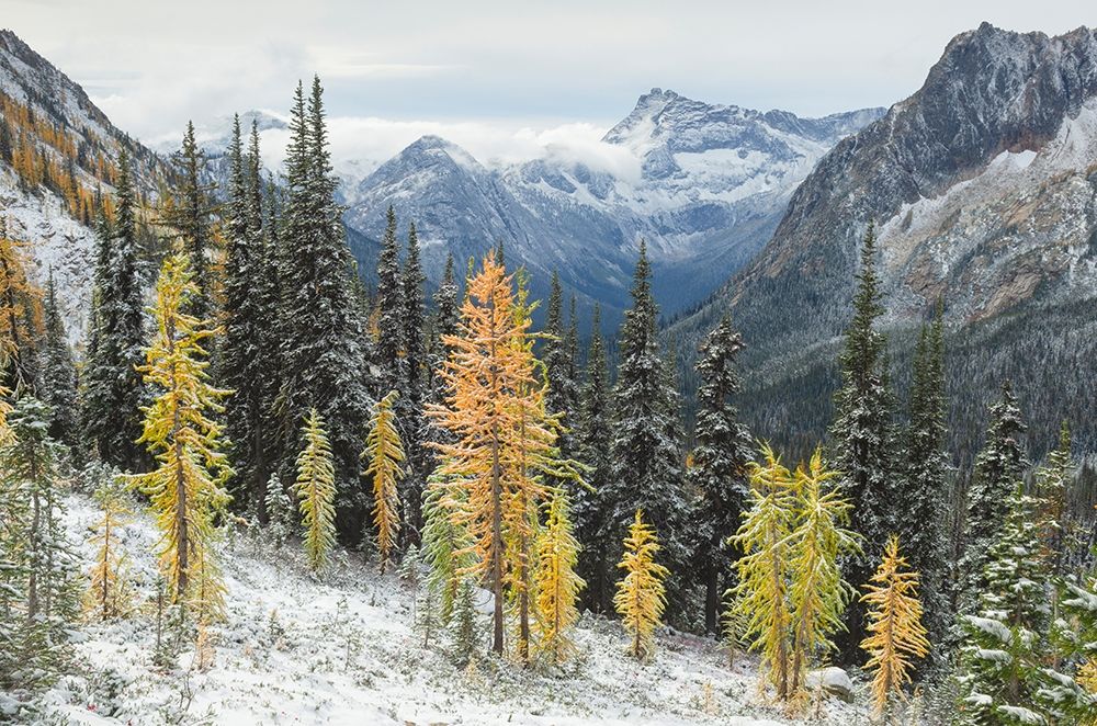 Larches displaying golden autumn color after fresh snowfall at Cutthroat Pass art print by Alan Majchrowicz for $57.95 CAD